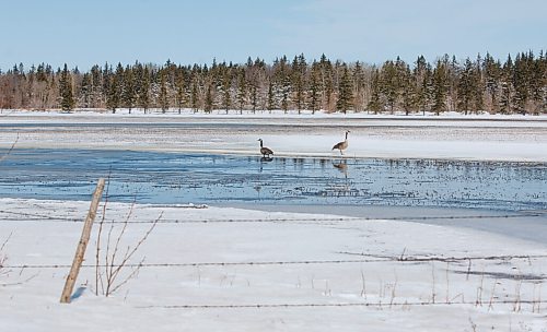 MIKE DEAL / WINNIPEG FREE PRESS
Geese taking up residence along a large body of water that happens to be a farmers field close to Husavik Road and Highway 8, Tuesday morning.
220426 - Tuesday, April 26, 2022.