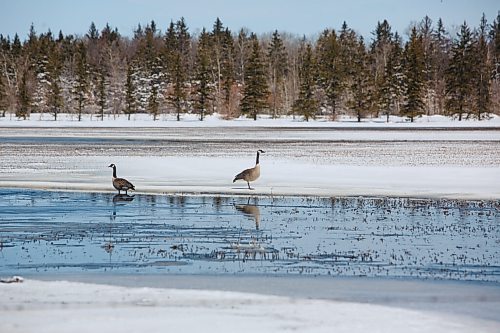 MIKE DEAL / WINNIPEG FREE PRESS
Geese taking up residence along a large body of water that happens to be a farmers field close to Husavik Road and Highway 8, Tuesday morning.
220426 - Tuesday, April 26, 2022.