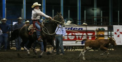 Brandon Sun Lonnie Brown ropes a steer in the tie-down event during Friday night's installment of the Virden Indoor Rodeo. (Bruce Bumstead/Brandon Sun)