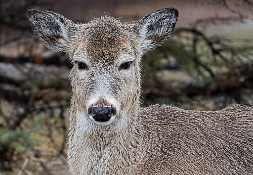 DAVID LIPNOWSKI / WINNIPEG FREE PRESS

Deer in the rain at Assiniboine Park Saturday April 30, 2022.