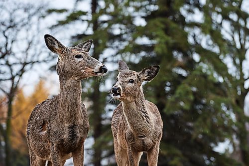 DAVID LIPNOWSKI / WINNIPEG FREE PRESS

Deer in the rain at Assiniboine Park Saturday April 30, 2022.