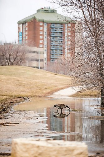 MIKAELA MACKENZIE / WINNIPEG FREE PRESS

Sturgeon Creek overflows its banks, flooding walking paths in the area, in Winnipeg on Monday, May 2, 2022.
Winnipeg Free Press 2022.