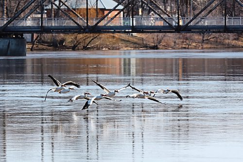 MIKE DEAL / WINNIPEG FREE PRESS
Pelicans take flight from the high Red River near the Elm Park Bridge Tuesday morning. 
220503 - Tuesday, May 3, 2022