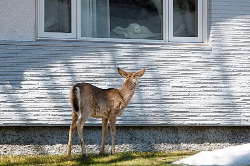 MIKE DEAL / WINNIPEG FREE PRESS
A house cat stares down a curious white tail deer on Rue St Pierre Street Tuesday morning.
220503 - Tuesday, May 03, 2022.