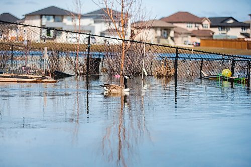 MIKAELA MACKENZIE / WINNIPEG FREE PRESS

Backyards partially flooded by an overflowing retention pond in Winnipeg on Tuesday, May 3, 2022. For Chris Kitching story.
Winnipeg Free Press 2022.