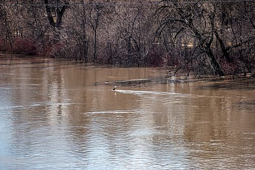 MIKAELA MACKENZIE / WINNIPEG FREE PRESS

The section of the river where the sewage discharges into, south of Chief Peguis Trail, in Winnipeg on Wednesday, May 4, 2022. For Joyanne story.
Winnipeg Free Press 2022.