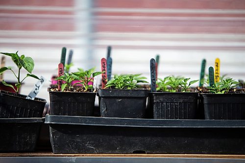 Daniel Crump / Winnipeg Free Press. Matchbox pepper seedlings grow in planter trays at the Spence Neighbourhood Association community greenhouse in Winnipeg. May 5, 2022.