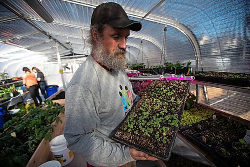 Daniel Crump / Winnipeg Free Press. Stephen Kirk holds a tray of seedlings at the Spence Neighbourhood Association community greenhouse. Kirk is one of the masterminds behind the project that has been years in the making. May 5, 2022.