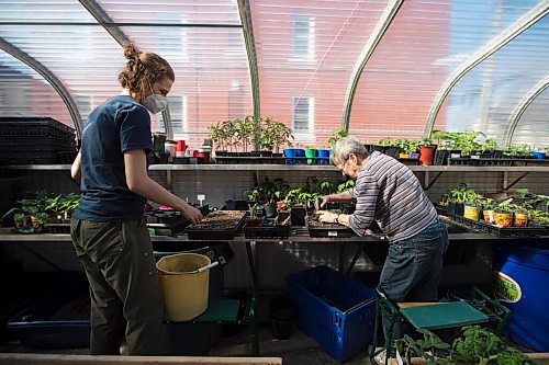 Daniel Crump / Winnipeg Free Press. Amelia Pahl (left) and Huguette Fleurant (right) tend to seedlings at the Spence Neighbourhood Associations community greenhouse on Maryland Street in Winnipeg. May 5, 2022.