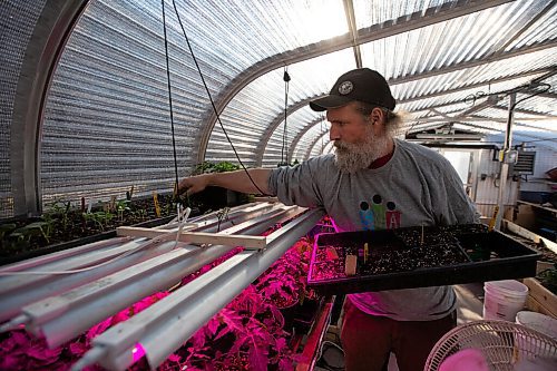 Daniel Crump / Winnipeg Free Press. Stephen Kirk moves seedlings to more favourable light at the Spence Neighbourhood Association community greenhouse. May 5, 2022.