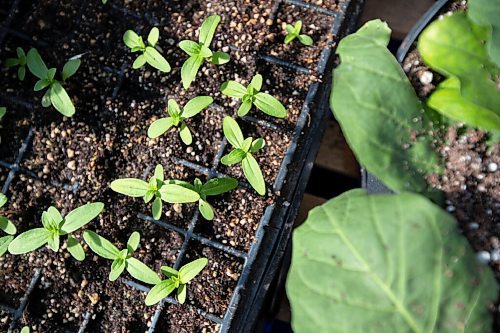 Daniel Crump / Winnipeg Free Press. Seedlings grow in planter trays at the Spence Neighbourhood Association community greenhouse in Winnipeg. May 5, 2022.