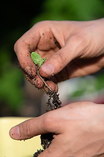 Daniel Crump / Winnipeg Free Press. Amelia Pahl transplants a seedling at the Spence Neighbourhood Association community greenhouse in Winnipeg. May 5, 2022.