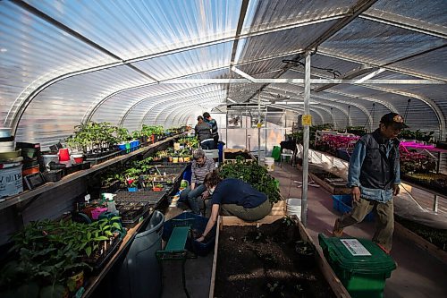 Daniel Crump / Winnipeg Free Press. Community members with together at the Spence Neighbourhood Association community greenhouse in Winnipeg to prepare plants for the coming growing season. May 5, 2022.
