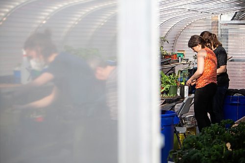 Daniel Crump / Winnipeg Free Press. (L to R) Amelia Pahl, Huguette Fleurant, Natalie James and Larissa Pahal spend time tending to plants in the Spence Neighbourhood Association community Greenhouse on Maryland street in Winnipeg. May 5, 2022.