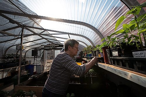 Daniel Crump / Winnipeg Free Press. Huguette Fleurant writes out popsicle stick labels for new seedlings at the Spence Neighbourhood Association community greenhouse in Winnipeg. May 5, 2022.
