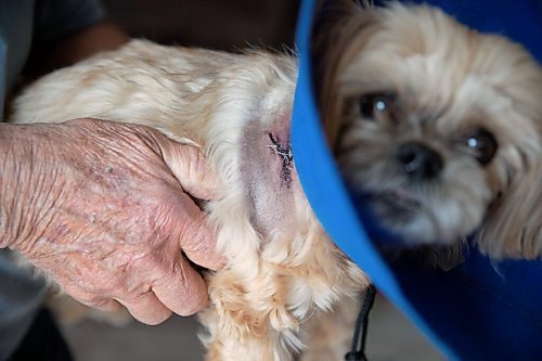 JESSICA LEE / WINNIPEG FREE PRESS

Cliff Reykdal and his dog Nala are photographed on May 12, 2022 at their Winnipeg home. Nala was picked up by a coyote while on a bathroom break and is recovering from the bite.

Reporter: Erik Pindera


