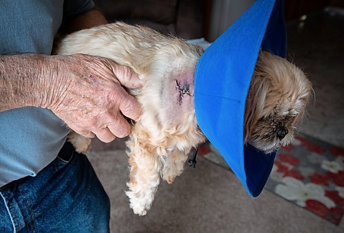 JESSICA LEE / WINNIPEG FREE PRESS

Cliff Reykdal and his dog Nala are photographed on May 12, 2022 at their Winnipeg home. Nala was picked up by a coyote while on a bathroom break and is recovering from the bite.

Reporter: Erik Pindera


