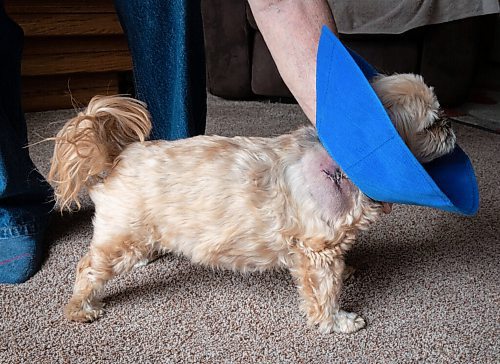 JESSICA LEE / WINNIPEG FREE PRESS

Cliff Reykdal and his dog Nala are photographed on May 12, 2022 at their Winnipeg home. Nala was picked up by a coyote while on a bathroom break and is recovering from the bite.

Reporter: Erik Pindera


