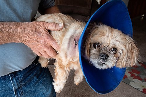 JESSICA LEE / WINNIPEG FREE PRESS

Cliff Reykdal and his dog Nala are photographed on May 12, 2022 at their Winnipeg home. Nala was picked up by a coyote while on a bathroom break and is recovering from the bite.

Reporter: Erik Pindera


