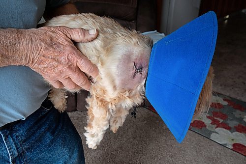 JESSICA LEE / WINNIPEG FREE PRESS

Cliff Reykdal and his dog Nala are photographed on May 12, 2022 at their Winnipeg home. Nala was picked up by a coyote while on a bathroom break and is recovering from the bite.

Reporter: Erik Pindera


