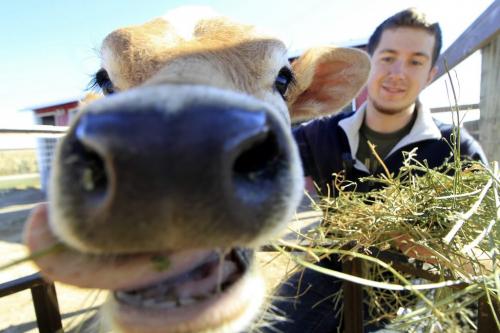 MIKE.DEAL@FREEPRESS.MB.CA 100929 - Wednesday, September 29, 2010 -  Jules Brodeur an employee at the A Maze In Corn off of St. Mary's Road south of Winnipeg feeds the cow in the petting zoo prior to opening for the day. MIKE DEAL / WINNIPEG FREE PRESS