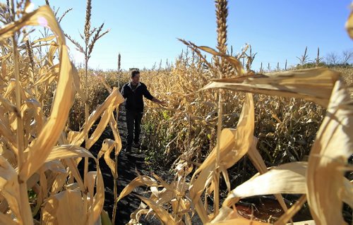 MIKE.DEAL@FREEPRESS.MB.CA 100929 - Wednesday, September 29, 2010 -  Jules Brodeur an employee at the A Maze In Corn off of St. Mary's Road south of Winnipeg does a walk-through of the maze prior to opening for the day. MIKE DEAL / WINNIPEG FREE PRESS