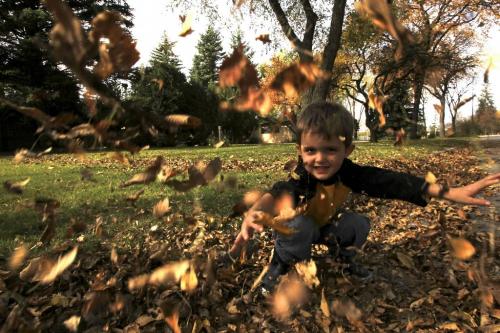 MIKE.DEAL@FREEPRESS.MB.CA 100930 - Thursday, September 30, 2010 -  Liam Doucet, 4, gets into the season and plays in the leaves while his father rakes them up. MIKE DEAL / WINNIPEG FREE PRESS