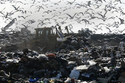 KEN GIGLIOTTI / WINNIPEG FREE PRESS  / Oct  15 2010 - 101015 - Lindsey Wiebe story  Brady Road  Landfill site feature - earth movers push  grabage  with thousands of seagulls  picking at scraps