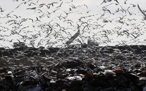 KEN GIGLIOTTI / WINNIPEG FREE PRESS  / Oct  15 2010 - 101015 - Lindsey Wiebe story  Brady Road  Landfill site feature - dump trucks dump clay to begin covering  grabage , in forground  new garbage  arrives a the thousands of seagulls  scavage the site
