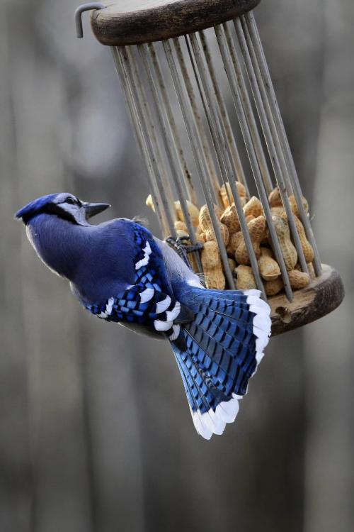 MIKE.DEAL@FREEPRESS.MB.CA 101109 - Tuesday, November 09, 2010 -  A bluejay pecks at some peanuts at the bird feeder clearing at Fort Whyte Alive. MIKE DEAL / WINNIPEG FREE PRESS