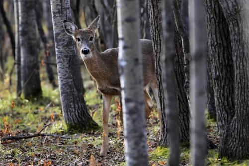 MIKE.DEAL@FREEPRESS.MB.CA 101109 - Tuesday, November 09, 2010 -  A white tailed deer takes a walk in the woods at Fort Whyte Alive. MIKE DEAL / WINNIPEG FREE PRESS