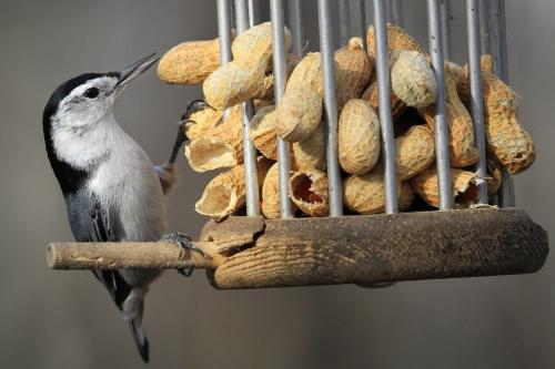 MIKE.DEAL@FREEPRESS.MB.CA 101109 - Tuesday, November 09, 2010 -  A white-breasted nuthatch pecks at some peanuts at the bird feeder clearing at Fort Whyte Alive. MIKE DEAL / WINNIPEG FREE PRESS