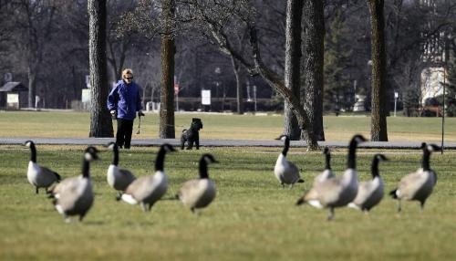 MIKE.DEAL@FREEPRESS.MB.CA 101109 - Tuesday, November 09, 2010 -  A dog takes exception to the number of geese at Assiniboine Park during an afternoon walk. MIKE DEAL / WINNIPEG FREE PRESS