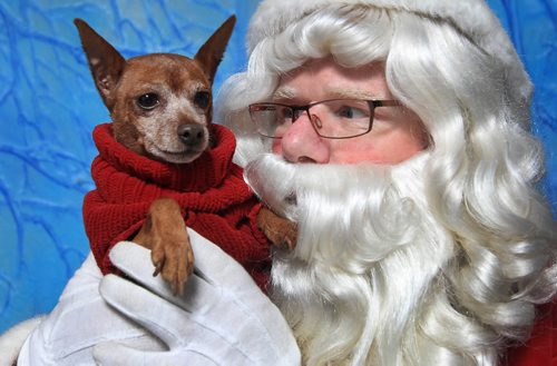 JOE.BRYKSA@FREEPRESS.MB.CA Local- ( see Doug's column)   -  Our own Free Press columist Doug Speirs holds Autumn the miniature pinscher at Pet Pics with Santa Paws this Sunday at the Winnipeg Humane Society-  There will be another sitting at the Humane Society on Nov 28, 2010- JOE BRYKSA/WINNIPEG FREE PRESS- Nov 14, 2010
