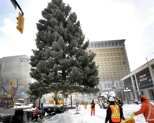 WAYNE.GLOWACKI@FREEPRESS.MB.CA A crane lifts a giant Colorado blue spruce into position in front of Winnipeg City Hall Friday, an urban forestry crew will spend several days decorating the tree with more than 5,000 white LED lights. This tree chosen from 58 applicants, was in the front yard of James and Doris Wilson's home in Elmwood.     Winnipeg Free Press Nov.19 2010