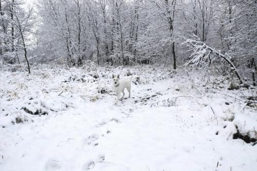 find waldo's fido  Thought you might like this weather shot.Spirit,  a white German Shepard, disappears in the snow in Selkirk Park inthe City of Selkirk.CheersShirley Muir - for winnipeg free press
