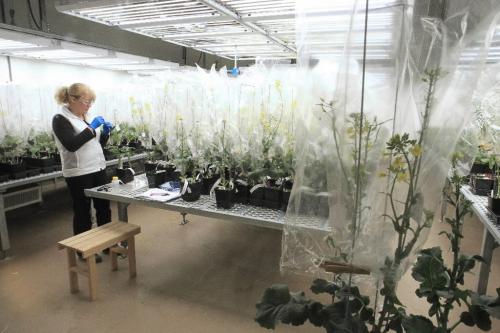 MIKE.DEAL@FREEPRESS.MB.CA 101123 - Tuesday, November 23, 2010 -  Grand opening for Monsanto's new canola "breeding" centre at Monsanto Canada in the UofM Smartpark. An employee in one of the several "Growth Rooms" examining canola plants. See Martin Cash story. MIKE DEAL / WINNIPEG FREE PRESS