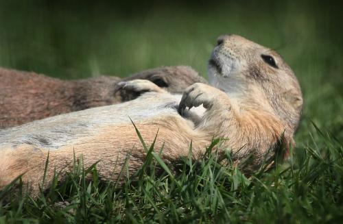 Marc Gallant / Winnipeg Free Press.  Local/Weather Standup- Catching rays. Prairie Dog stretches out at Fort Whyte Centre. Fort Whyte has a Prairie Dog enclosure with aprox. 20 dogs young and old. 060607.