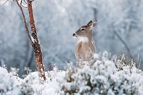 JOHN WOODS / WINNIPEG FREE PRESS
People and animals were out enjoying the snow covered winter wonderland in Assiniboine Park in Winnipeg on Sunday, November 7, 2021. 

Re: Standup