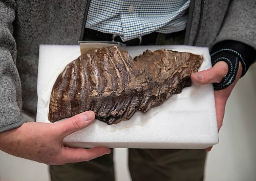 JESSICA LEE / WINNIPEG FREE PRESS

Dr. Graham Young holds a piece of fossil in the Manitoba Museum archives on November 15, 2021.

Reporter: Brenda








