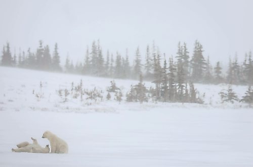 JESSICA LEE / WINNIPEG FREE PRESS

Two polar bears play in the snow on November 20, 2021 in Churchill, Manitoba.

Reporter: Sarah








