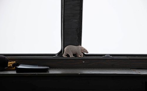 JESSICA LEE / WINNIPEG FREE PRESS

A polar bear trinket is photographed on the dashboard of a gas-powered Tundra Buggy on November 20, 2021 in Churchill, Manitoba.

Reporter: Sarah









