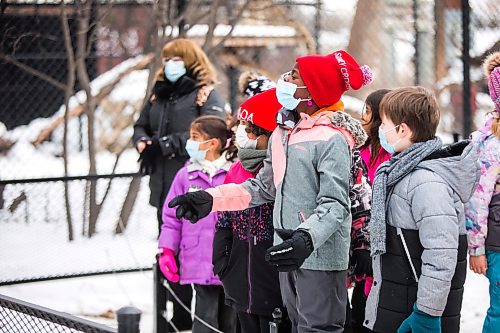 MIKAELA MACKENZIE / WINNIPEG FREE PRESS

Dara Orimolade, grade three student, watches a cougar on a zoo tour during a Winter Wonderland party organized by Variety for kids from low-income schools at the Assiniboine Park Zoo in Winnipeg on Monday, Nov. 22, 2021. For Doug Speirs story.
Winnipeg Free Press 2021.