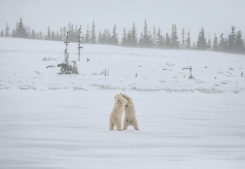 JESSICA LEE / WINNIPEG FREE PRESS

Polar bears play in the snow on Churchill, Manitoba on November 20, 2021

Reporter: Sarah









