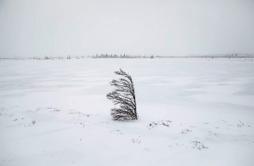 JESSICA LEE / WINNIPEG FREE PRESS

Churchill Mayor Michael Spence poses for a photo in Churchill, Manitoba on November 20, 2021

Reporter: Sarah










