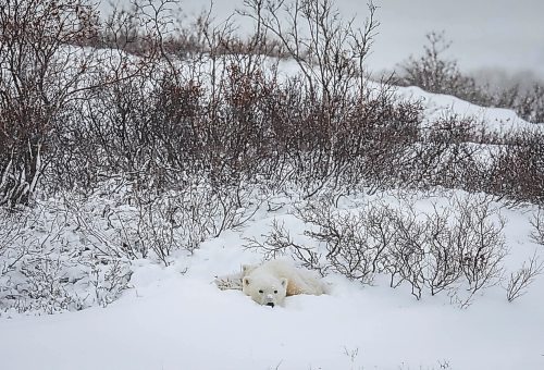 JESSICA LEE / WINNIPEG FREE PRESS

Polar bears nap in the snow on Churchill, Manitoba on November 20, 2021

Reporter: Sarah







