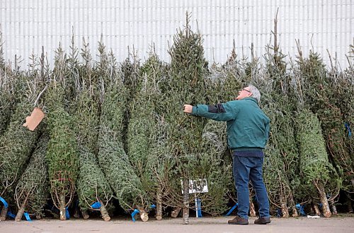 Brandon Sun 23112021

A customer looks over a Christmas tree for sale at Superstore on a mild Tuesday. (Tim Smith/The Brandon Sun)