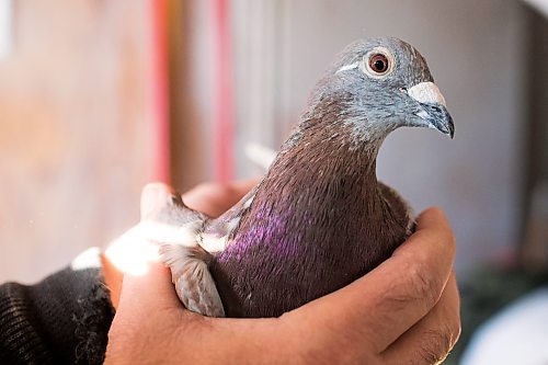 MIKAELA MACKENZIE / WINNIPEG FREE PRESS

A racing pigeon at VV Loft in Winnipeg on Saturday, Nov. 20, 2021. For Ben Waldman story.
Winnipeg Free Press 2021.