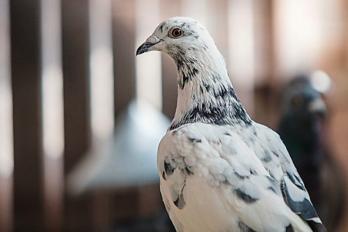 MIKAELA MACKENZIE / WINNIPEG FREE PRESS

Racing pigeons at VV Loft in Winnipeg on Saturday, Nov. 20, 2021. For Ben Waldman story.
Winnipeg Free Press 2021.