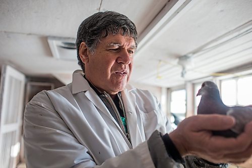 MIKAELA MACKENZIE / WINNIPEG FREE PRESS

Ken Van Walleghem poses for a portrait with a racing pigeon at VV Loft in Winnipeg on Saturday, Nov. 20, 2021. For Ben Waldman story.
Winnipeg Free Press 2021.